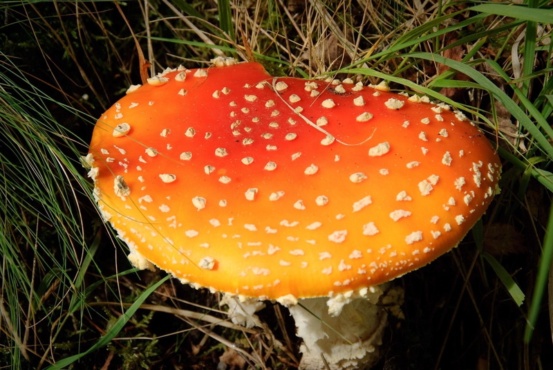 Red, close-up, 1080P, food, fragility, mushroom, no people, field, fungus, fly agaric mushroom, land, grass, nature, plant, toadstool, Specks, Mushrooms