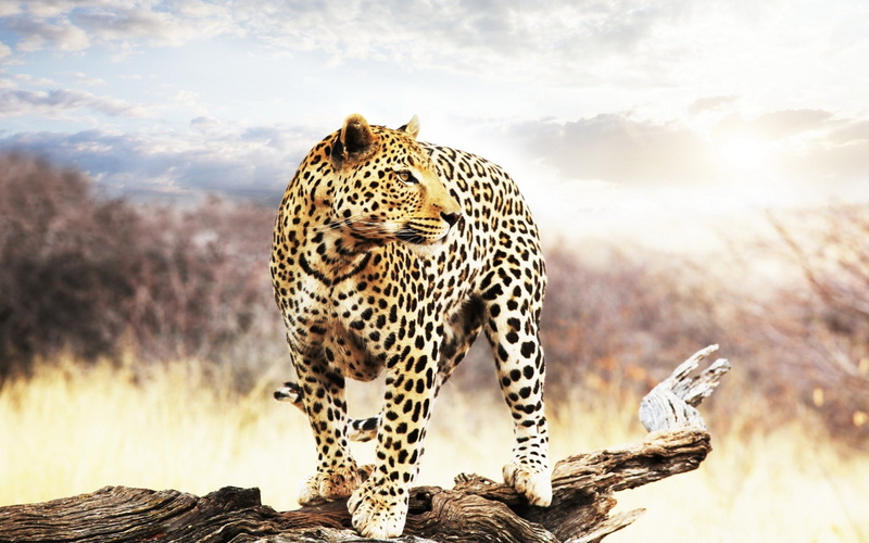 vertebrate, Looking, Distance, big cat, no people, the, animal, cats, cheetah, mammal, carnivora, nature, 2K, animal wildlife, animal themes, outdoors