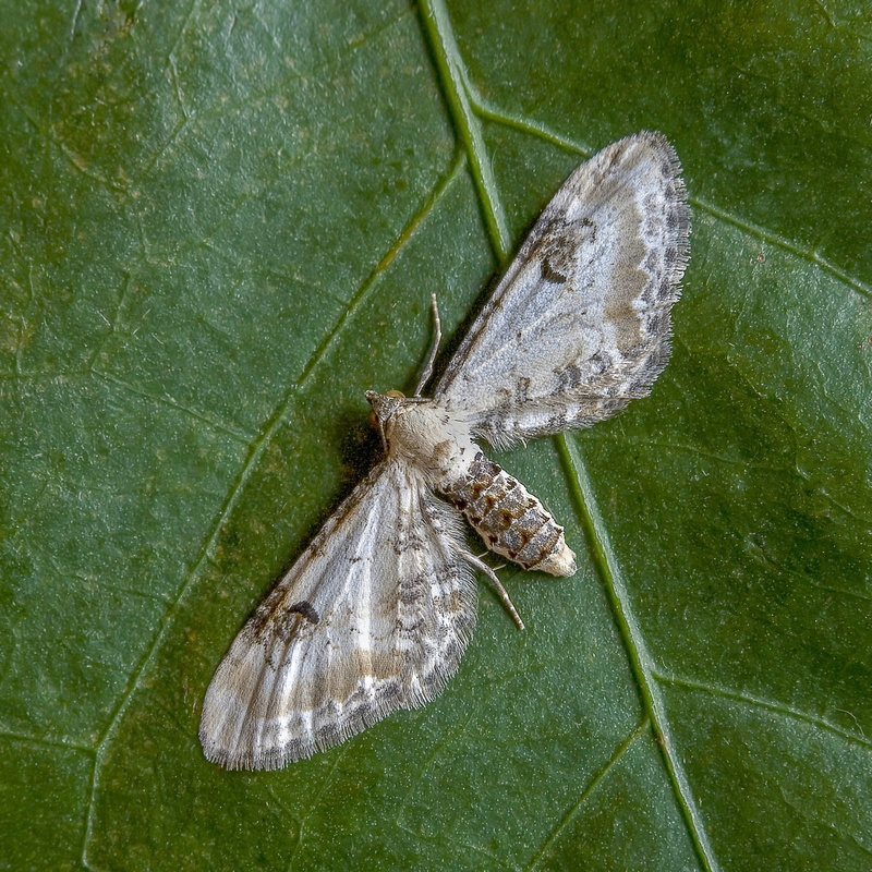 invertebrate, moth, butterfly, insect, plant, animal wildlife, tiny, animal wing, leaf, wild, butterfly - insect, flying, beauty in nature, green color