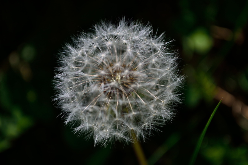 white color, no people, dandelion, speck, softness, plant, flower, fragility, seed, flower head, dandelion seed, nature, spring, 4K, soft focus, flowering plant