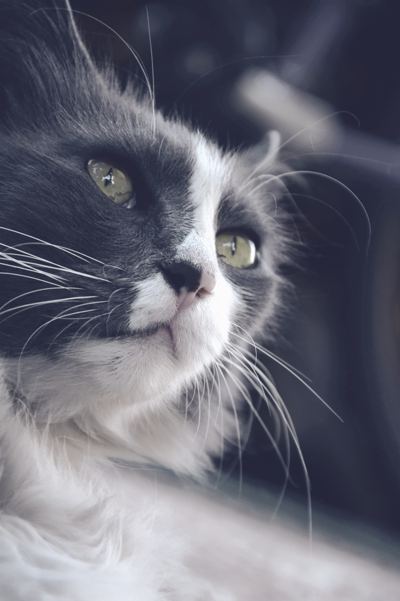animal head, one animal, animal body part, focus on foreground, mammal, snout, cat, looking, longhair cat, indoors, animal, vertebrate, stray cat, domestic