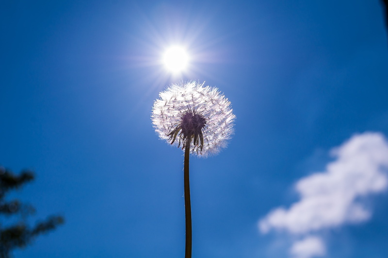 no people, sunlight, faded, vulnerability, sky, plant stem, soft, plant, photography, low, sun, flying seeds, beauty in nature, flower head, bright, wild flower