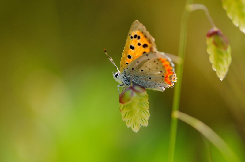 flowering plant, nature, animals in the wild, animal themes, animal wing, brown, pollination, speck, close-up, petal, animal wildlife, insect, flower head