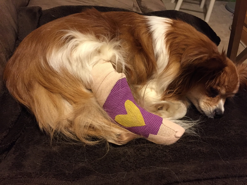 mammal, Splint, Pet, pet, Broken, animal, Cast, pets, people, hair, 2K, blond hair, canine, hairstyle, vertebrate, resting, child, Animal, animal themes