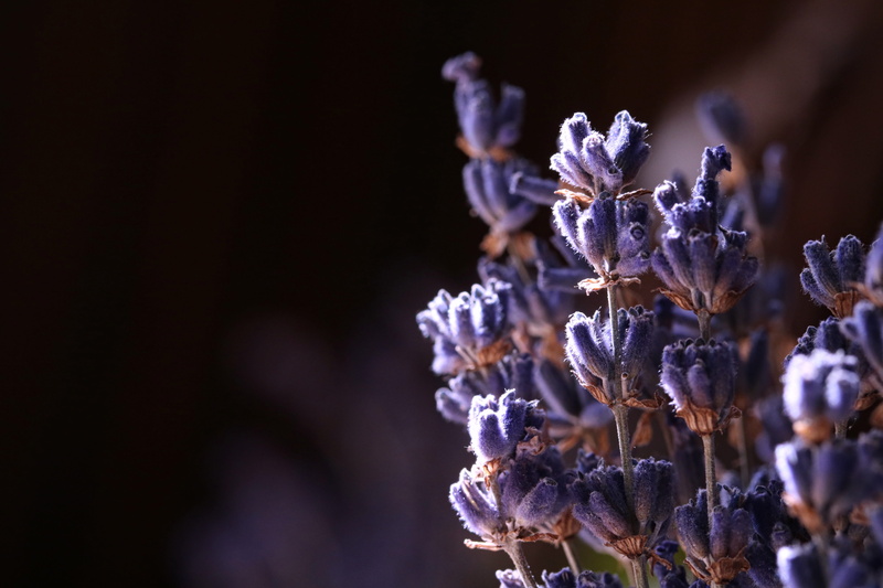 fragrant, dried, freshness, beauty in nature, lavender, flower head, springtime, flower, focus on foreground, petal, plant, softness, healing, aromatic