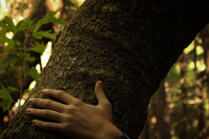 human finger, outdoors, touch, lives, tree, tree trunk, forest, we are one, i feel you, trunk, healing, finger, one person, touching, real people, focus on foreground