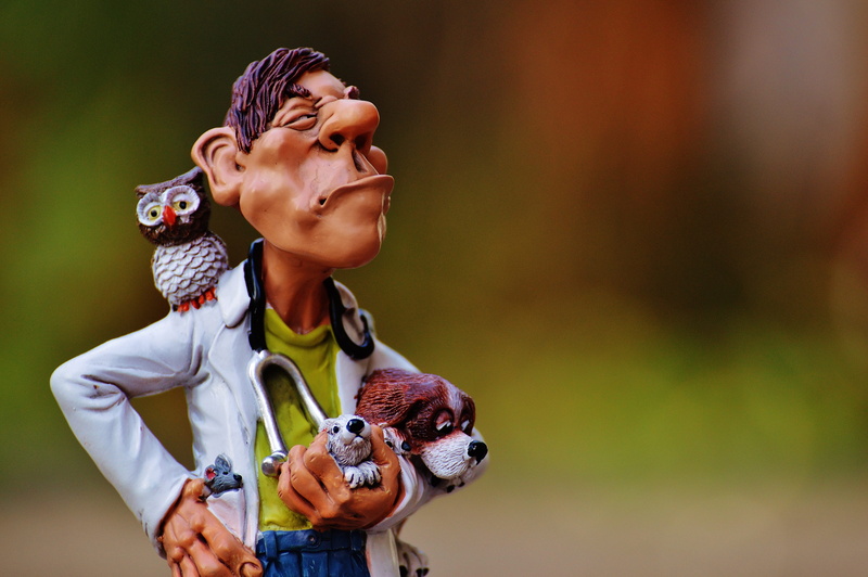 doctor, outdoors, looking, animal, focus on foreground, 4K, heal, animal wildlife, women, pets, bird, owl, animals, front view, real people, domestic animals