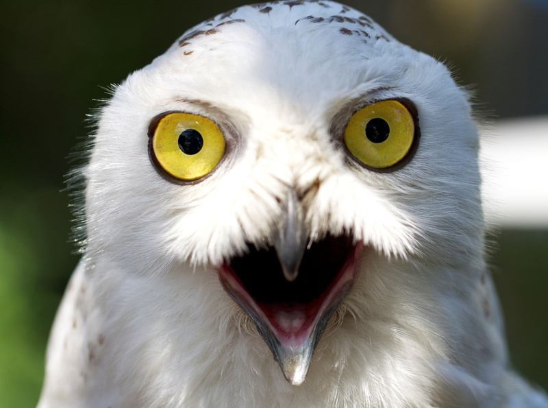 yellow, animal eye, Animals, animal body part, white color, Funny, staring, mouth open, animal themes, animal mouth, no people, bird, owl, focus on foreground