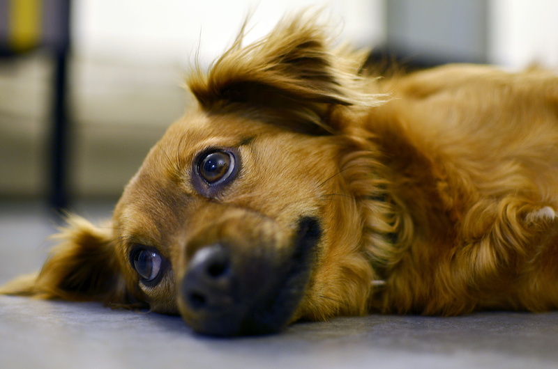 animal eye, pets, floor, looking at camera, sad, concrete, stunning, domestic animals, cute, overwhelming, soft, eyes, amazing, softness, mammal, relax