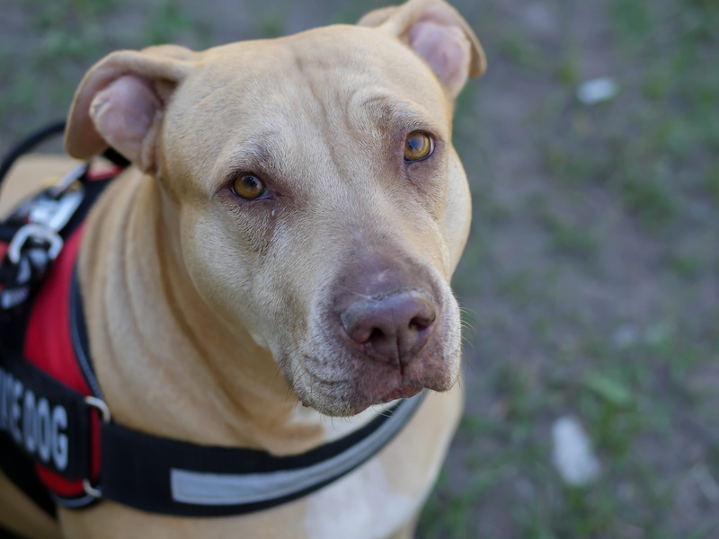dog, 4K, collar, canine, looking at camera, day, face, domestic, pet collar, pit, Service Dog, portrait, animal themes, domestic animals, animal nose
