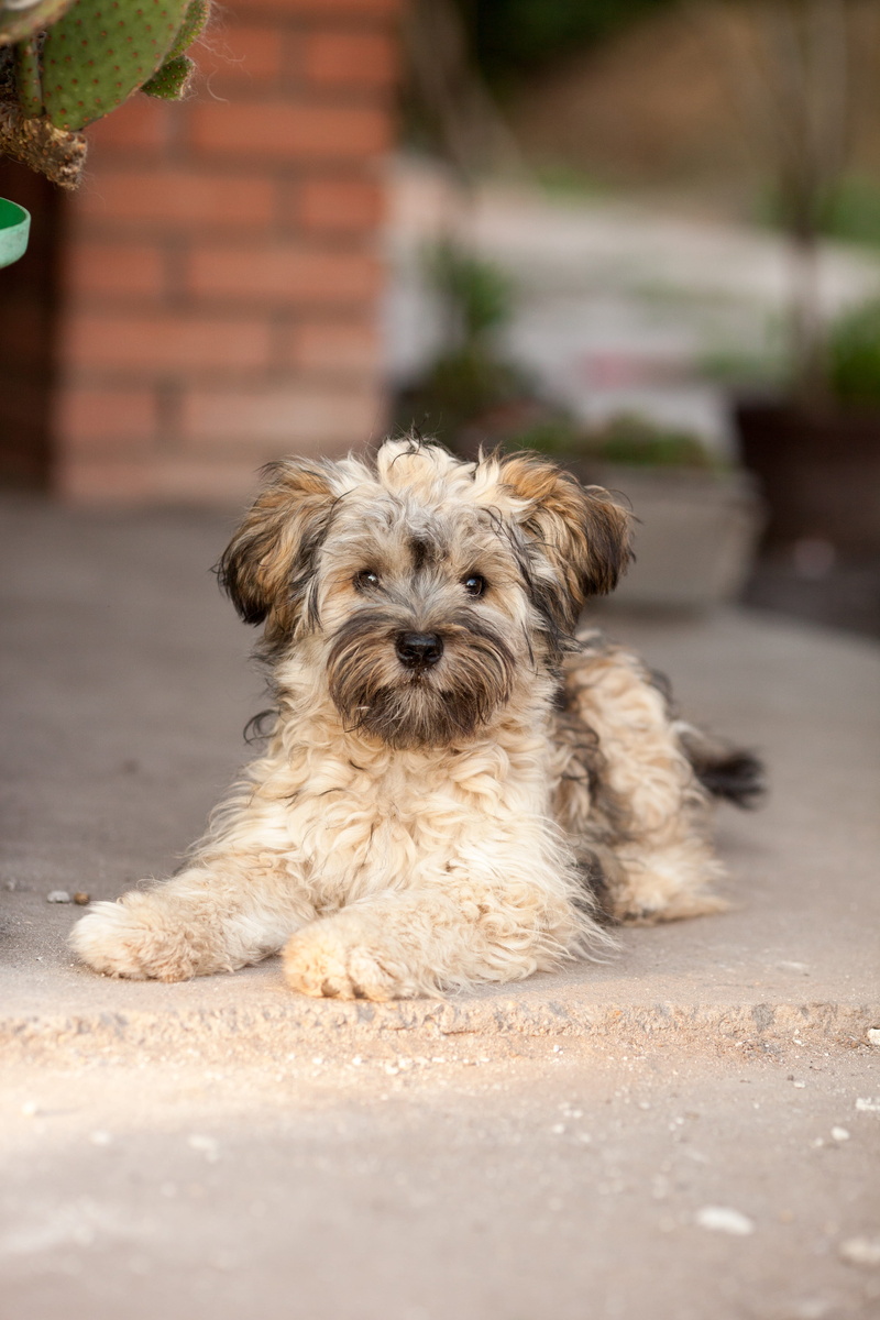 sits, eyes, cute, young animal, small, day, pets, pet, adorable, one animal, looking at camera, no people, domestic, animal, animal themes, puppy, selective focus