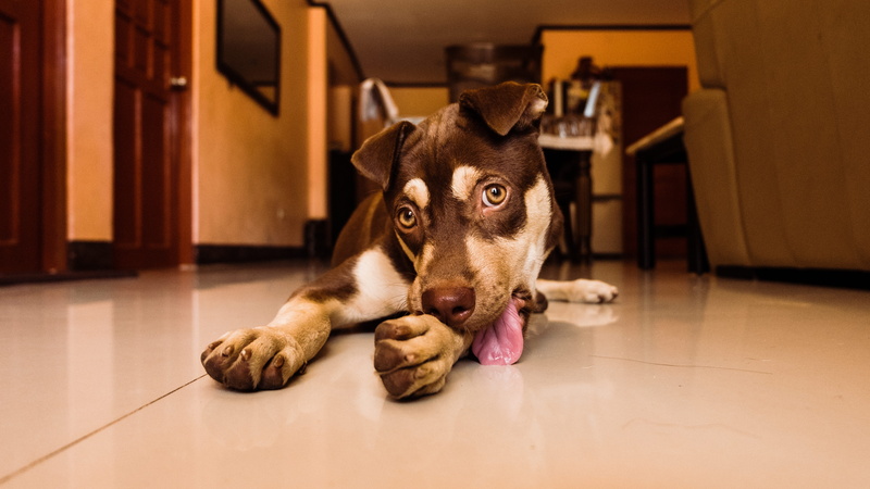 adorable, seat, fun, fur, portrait, relaxation, tongue, animal body part, lying down, flooring, domestic animals, close-up, 5K, lying, cute, lick, mammal