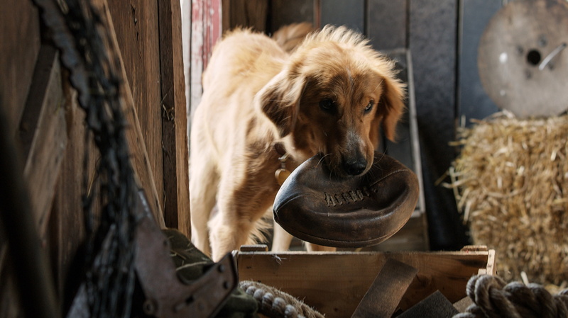 mammal, canine, sitting, no people, 2017 Movies, dog, domestic animals, looking at camera, pets, relaxation, domestic, indoors, close-up, one animal, 2K