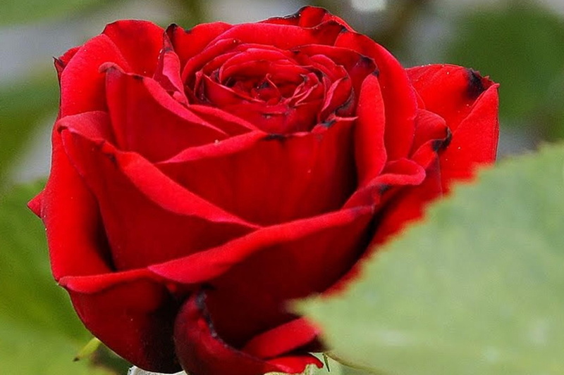 love, flower, hd, rose, purpose, red, 1080P, 1920x1280