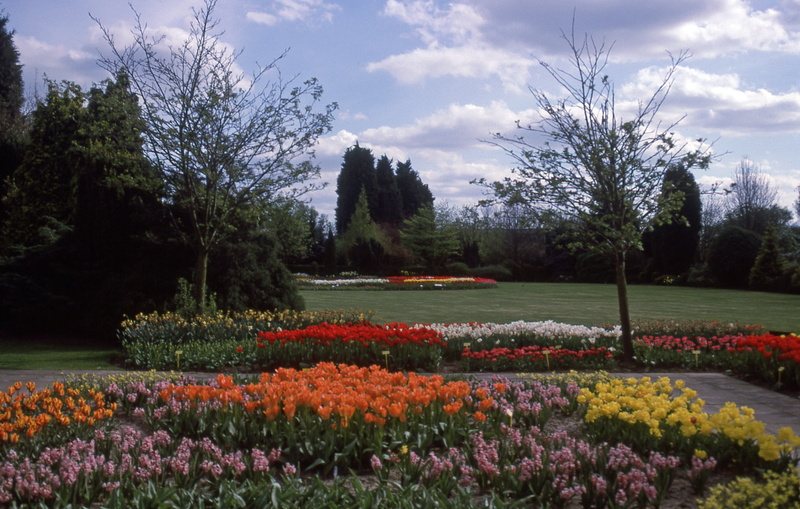 day, england, garden, freshness, outdoors, 4K, tranquil scene, flowering plant, spalding, cloud - sky, flower head, nature, tree, flower, fragility, vulnerability