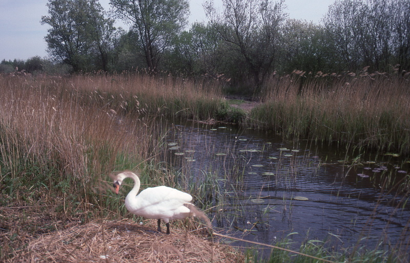 grass, animals in the wild, day, growth, england, 4K, animal themes, united kingdom, plant, swan, animal wildlife, no people, milton keynes, water, fen