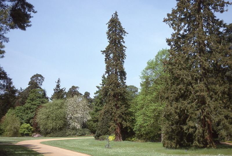 clear sky, no people, sunlight, england, road, land, tranquility, treelined, east anglia, day, green color, plant, park - man made space, nature, united kingdom