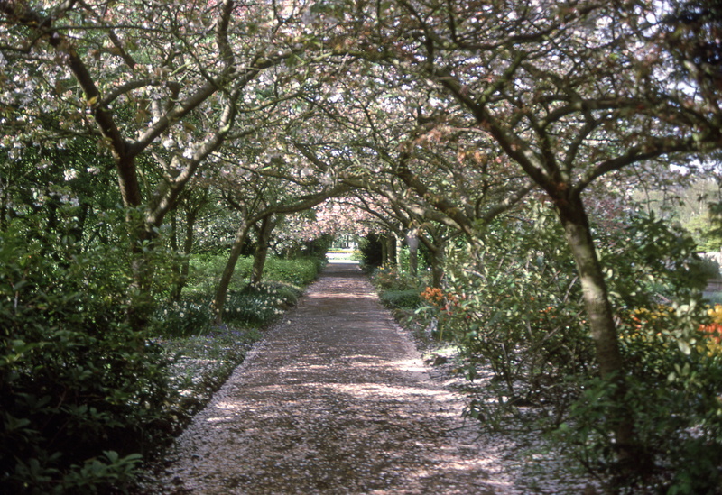springfields, diminishing perspective, tranquil scene, footpath, land, spalding, united kingdom, beauty in nature, east anglia, the way forward, growth