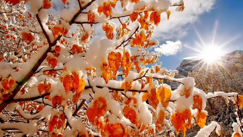 growth, day, nature, orange color, sunbeam, sunlight, sky, sun, plant, tree, autumn, beauty in nature, snow, rays, outdoors, no people, freshness, cloud - sky