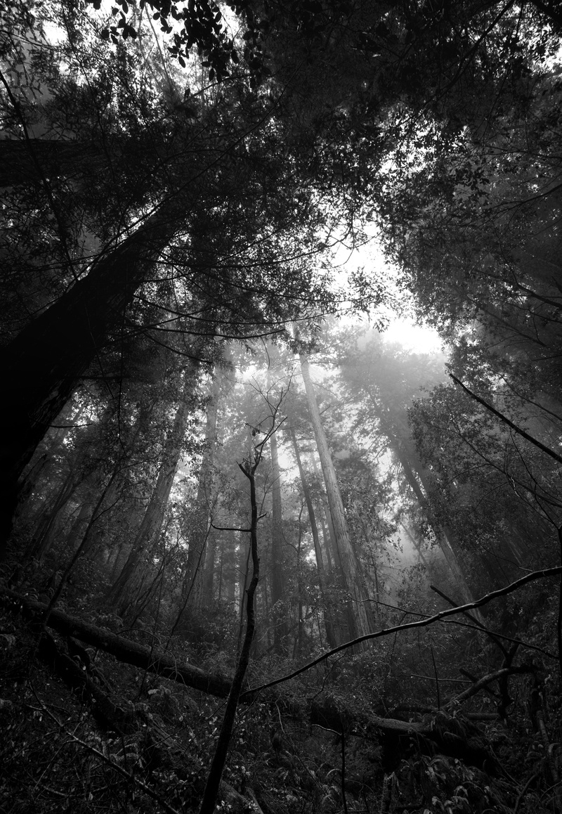 grayscale, branch, land, nature, beauty in nature, plant, tree trunk, tranquility, trees, 5K, tall, tranquil scene, tree, greyscale, sunlight, one person