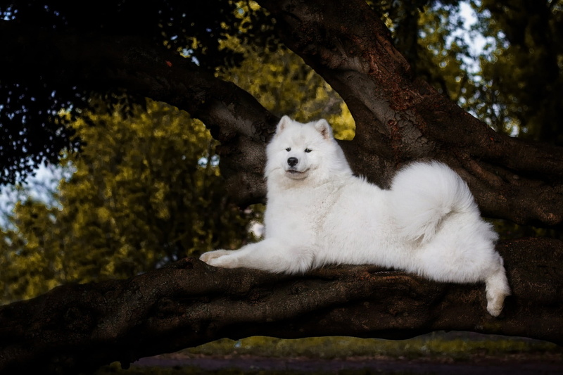 face, tree, branches, 1080P, pose, tail, white, look, lies, puppy, trunk, Samoyed, the dark background, foliage, dog, doggie