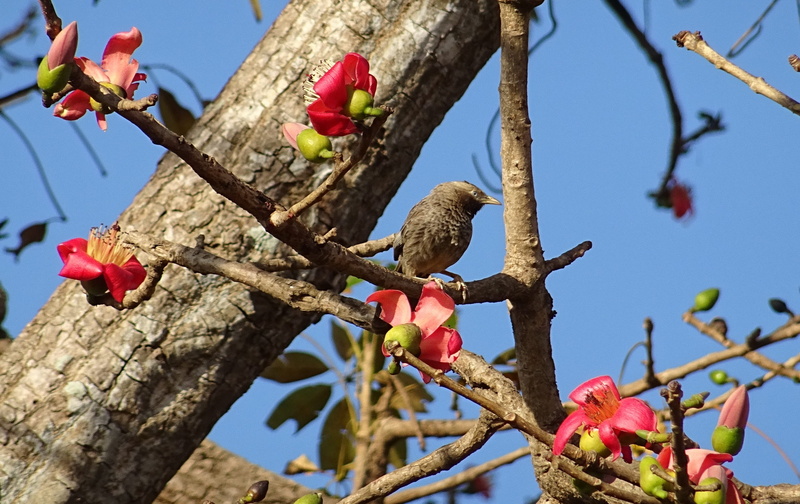animal, 2K, healthy eating, low angle view, group of animals, india, Yellow-Billed Babbler, nature, branch, perching, shimul tree, animal wildlife, Tree