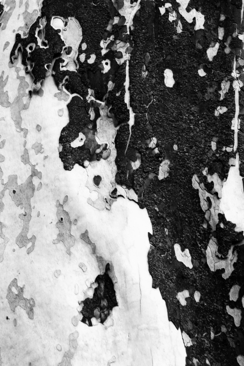 tree trunk, trunk, close-up, texture, high angle view, macro, nature, macro photo, abstraction, bark texture, backgrounds, plant part, beauty in nature