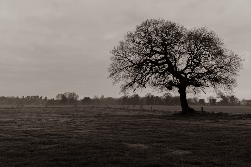 dramatic, landscape, land, no people, non-urban scene, beauty in nature, environment, united kingdom, shropshire, 5K, isolated, tranquility, scenics - nature