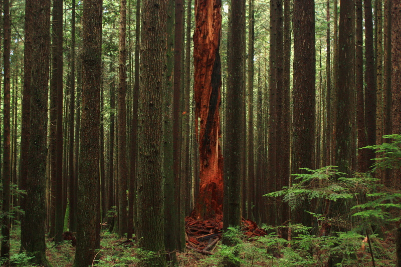 pacific northwest, idyllic, landscape, forest green, nature, tree, one in a million, pine tree, tranquil scene, forest, green, trees, non-urban scene, unique