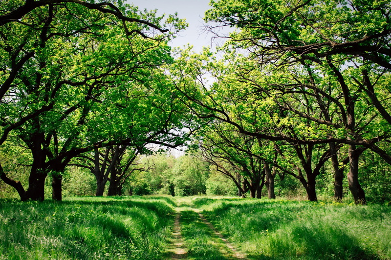 landscape, tranquility, no people, outdoors, hdr, 1080P, land, environment, grass, ukraine, surrounded, green color, trees, tree, diminishing perspective