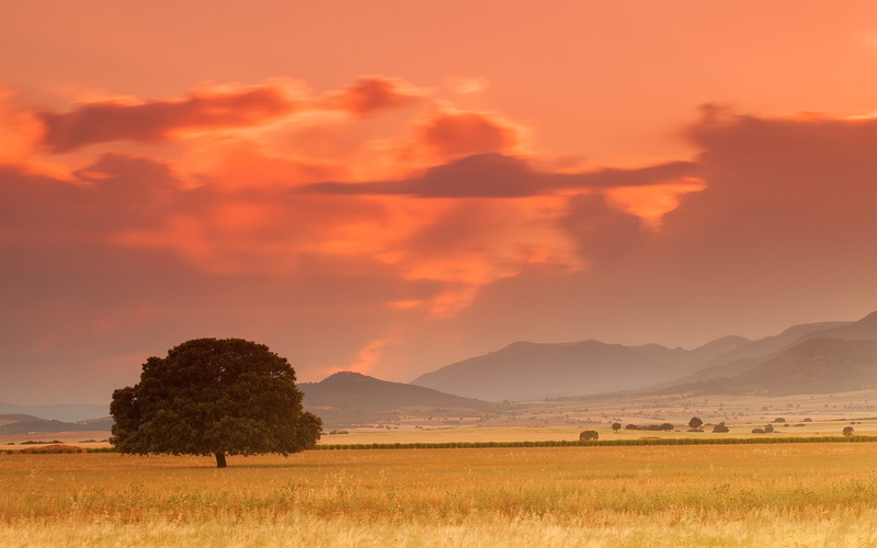 1080P, nature, semi-arid, trees, land, clouds, landscape, scenics - nature, abstract, environment, field, plant, hills, no people, cloud - sky, grass