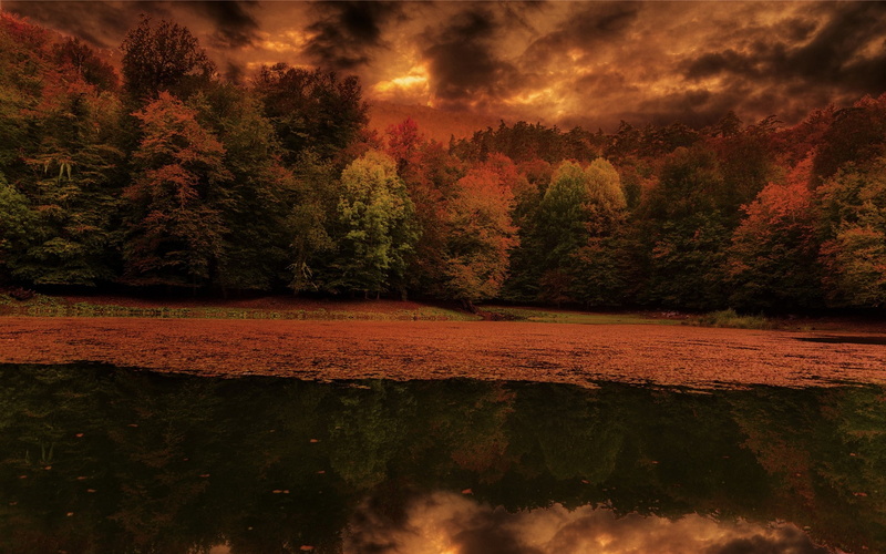 sky, fall, land, nature, forest, sunset, cloud - sky, no people, outdoors, tranquility, trees, leaves, growth, lake, scenics - nature, tree, non-urban scene