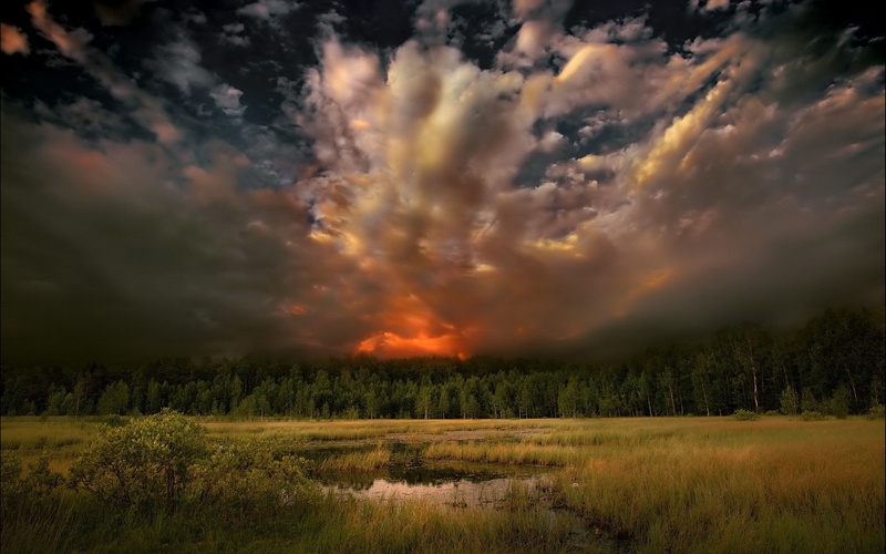 tree, sunset, land, grass, growth, beauty in nature, environment, field, idyllic, scenics - nature, outdoors, nature, water, forest, landscape, tranquil scene