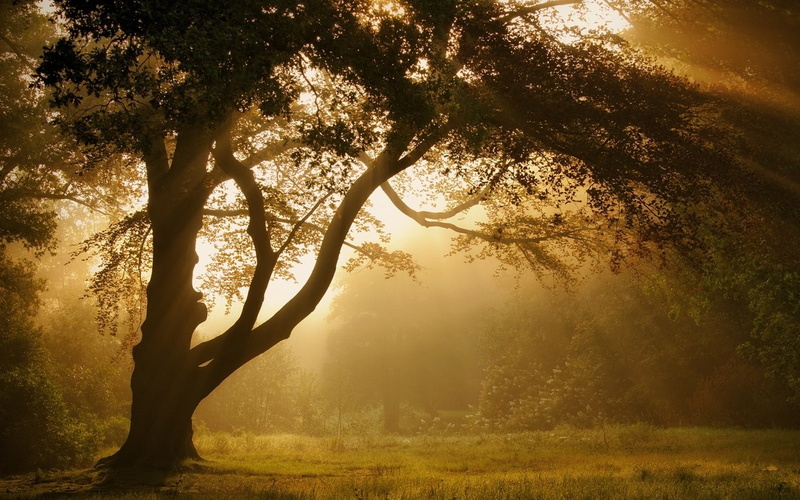 tree trunk, nature, landscape, tree, atmosphere, tranquil scene, forest, mist, sunlight, outdoors, 720P, sky, non-urban scene, growth, tranquility, scenics - nature