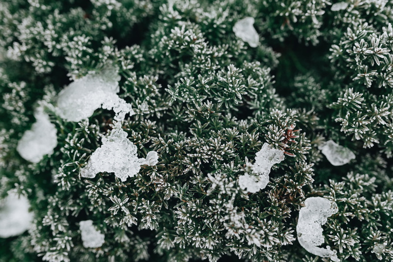 close-up, cold, winter, beauty in nature, twigs, ice, coniferous tree, outdoors, leaves, frozen, december, leaf, fir tree, cold temperature, plant part