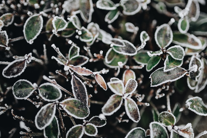 leaf, food and drink, selective focus, frozen, no people, plant, leaves, focus on foreground, day, frost, amp, cold temperature, ice, close-up, growth