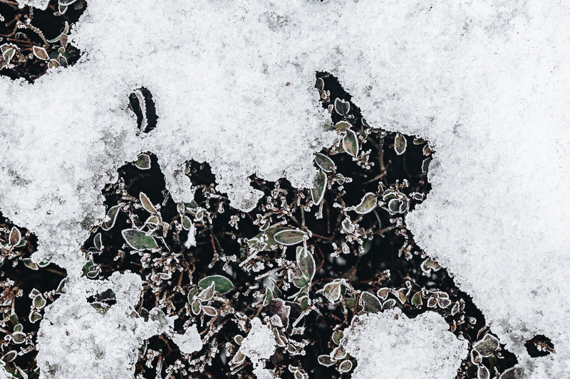 extreme weather, beauty in nature, full frame, textured, no people, amp, outdoors, cold, frozen, white color, ice, nature, leaves, high angle view, water