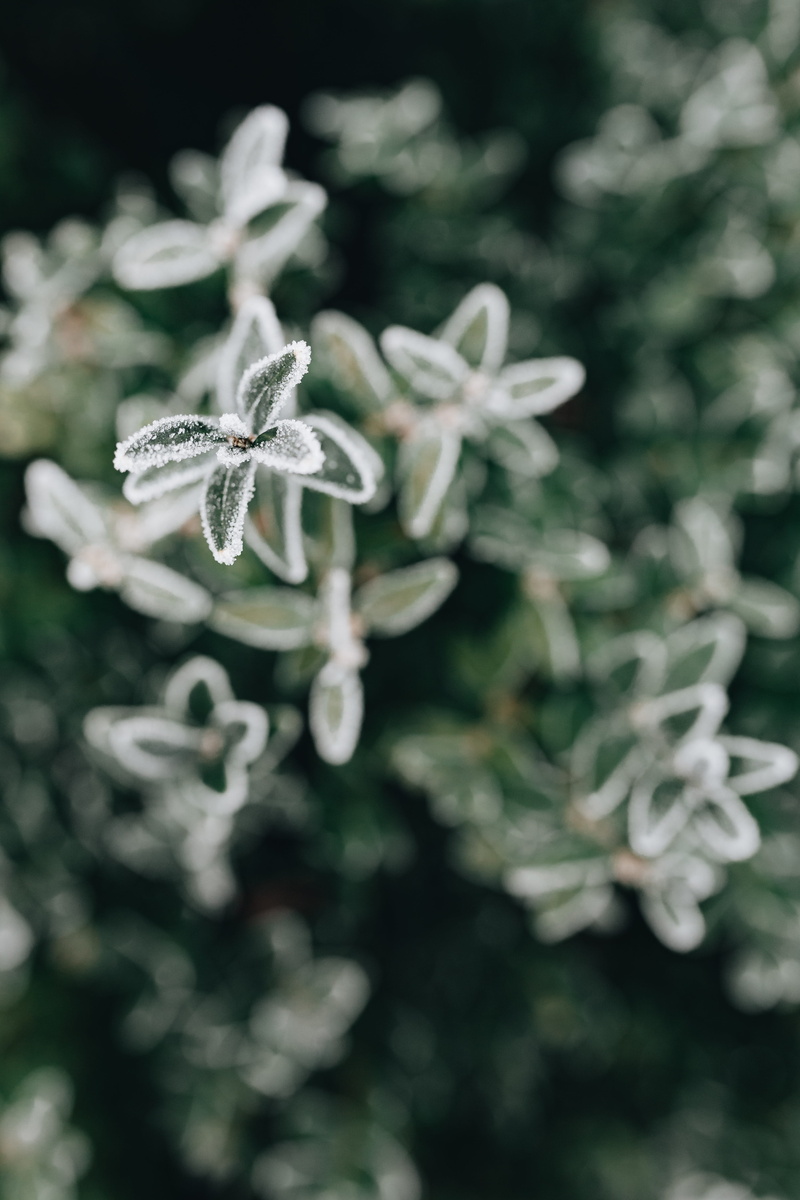 cold, vulnerability, close-up, flowering plant, white color, december, amp, plant, flower, day, outdoors, cold temperature, no people, frost, beauty in nature