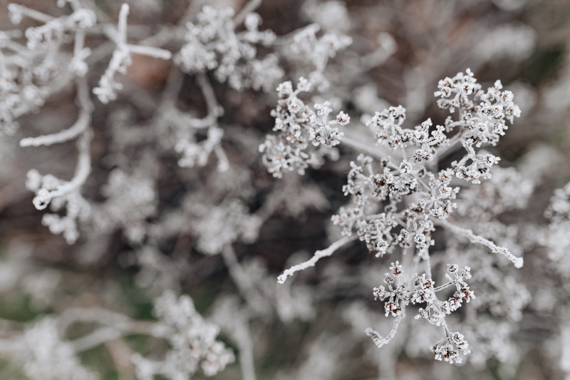 focus on foreground, twigs, food and drink, vulnerability, selective focus, cold temperature, beauty in nature, frost, fragility, ice, winter, flower head