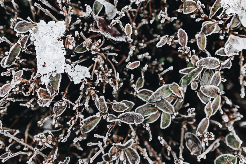 extreme weather, black background, 5K, winter, december, plant part, leaves, cold temperature, full frame, ice, close-up, growth, nature, tree, beauty in nature