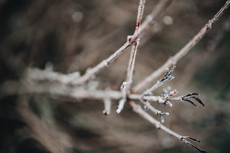 leaves, nature, aggression, barbed wire, frost, cold, safety, december, twig, animal, protection, no people, day, close-up, tree, branch, ice, amp, fence