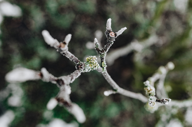 december, forest, focus on foreground, plant, winter, ice, twig, twigs, snow, lichen, cold temperature, beauty in nature, day, vulnerability, no people