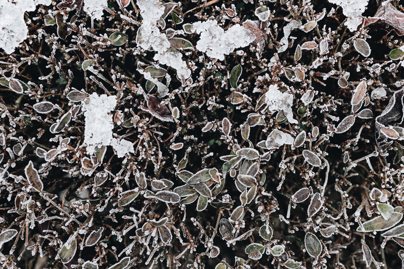 nature, leaf, winter, abundance, directly above, leaves, pattern, december, frost, no people, 5K, amp, outdoors, plant part, plant, close-up, large group of objects