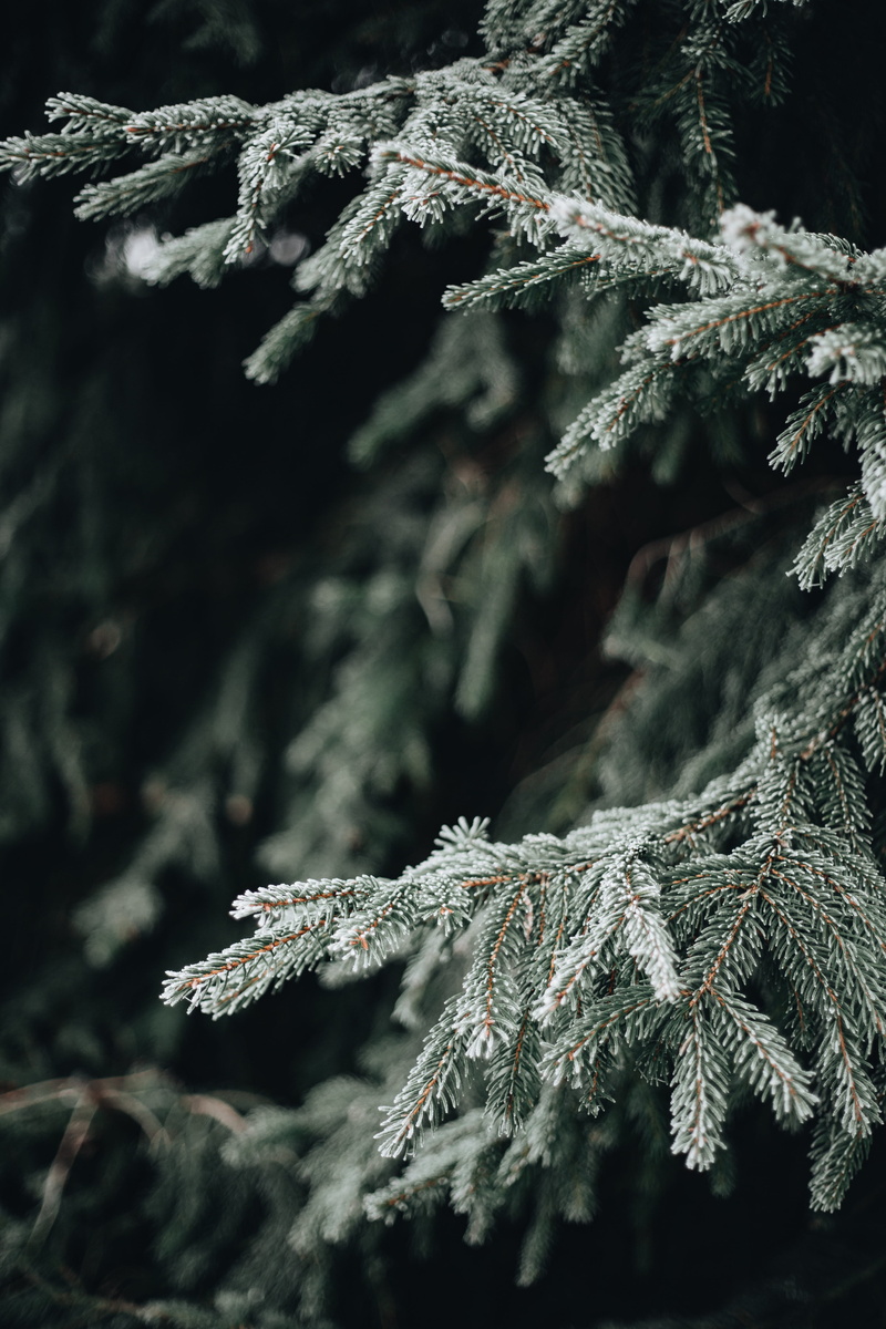 close-up, branch, green color, growth, lichen, cold temperature, snow, winter, fir tree, pine tree, tree, nature, selective focus, frost, evergreen tree
