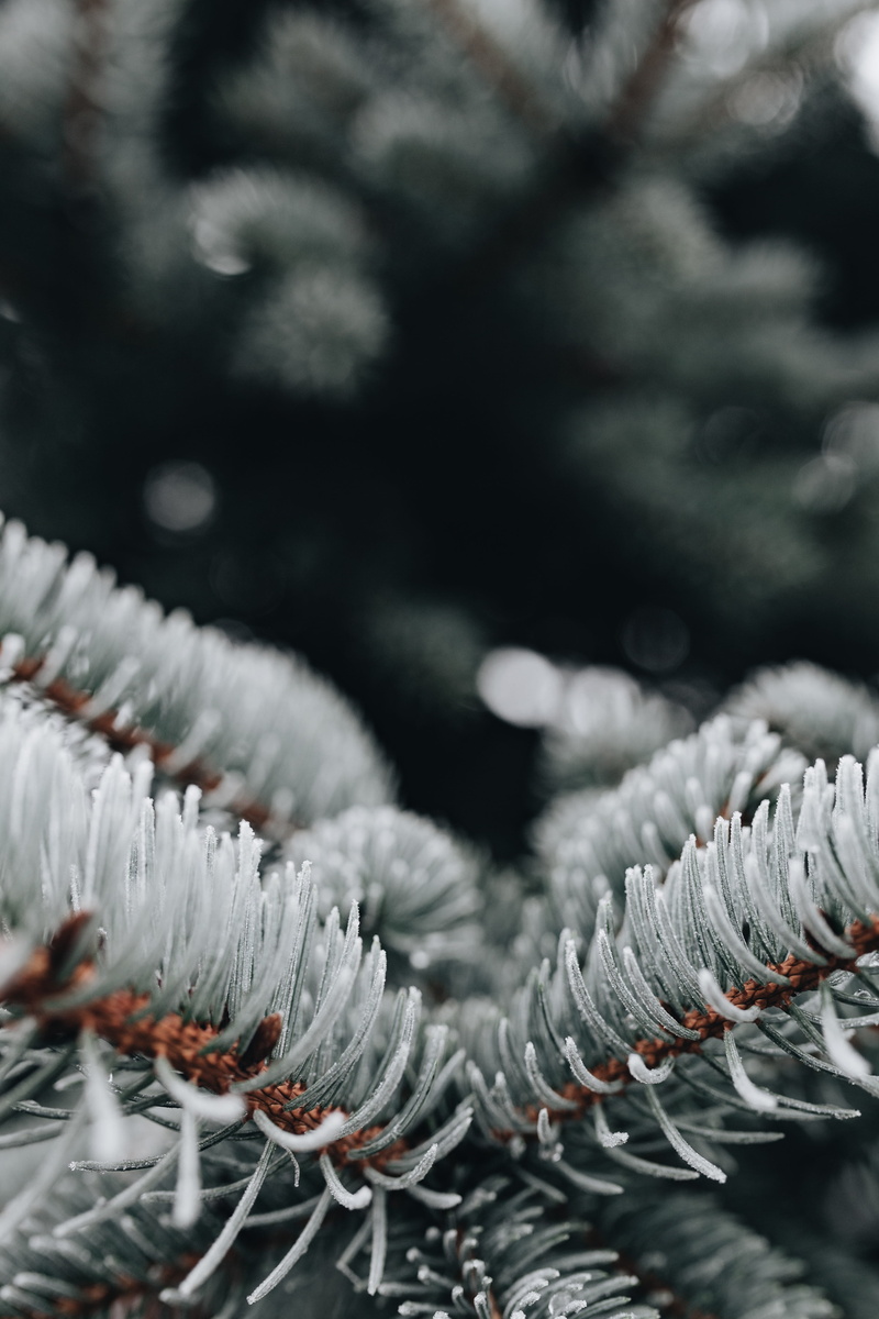 winter, coniferous tree, nature, outdoors, cold temperature, tree, metal, pattern, no people, white color, selective focus, snow, close-up, pine tree, frozen