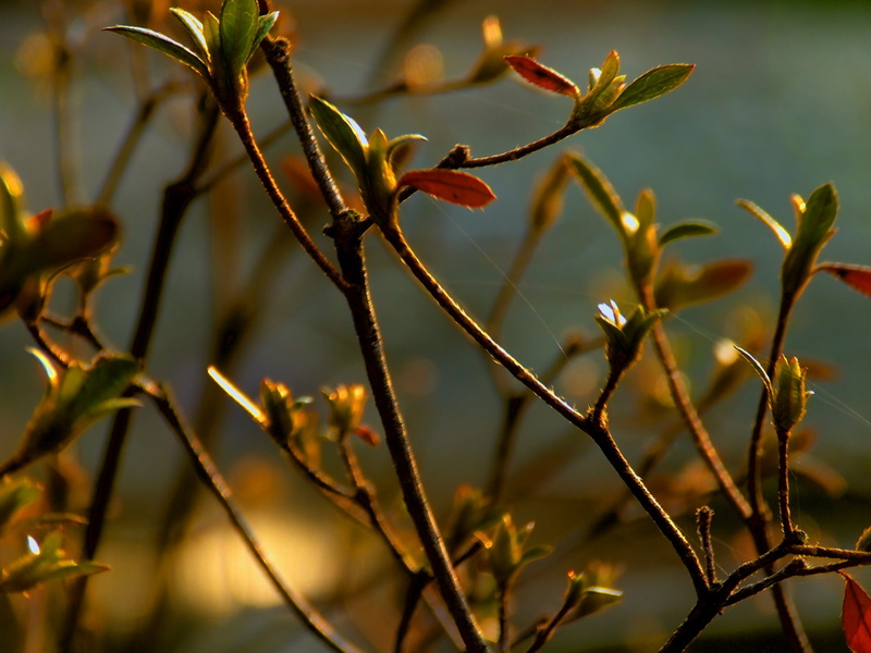 branch, twigs, day, 2K, beauty in nature, flowering plant, plants, outdoors, plant, vulnerability, green, HDR, no people, fragility, plant stem, flower