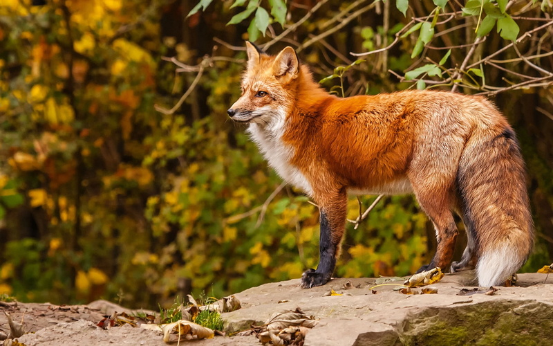 animals in the wild, plant, ginger cat, outdoors, whisker, tree, vertebrate, mammal, fox, sunlight, no people, domestic animals, standing, animals, pets