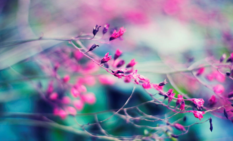 purple, depth of field, nature, branch, twigs, plants, 1080P, macro