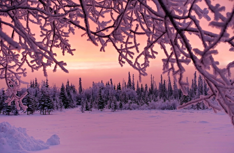 environment, nature, pine tree, scenics - nature, snow, black, sky, beauty in nature, winter, non-urban scene, tree, plants, no people, growth, white, twigs