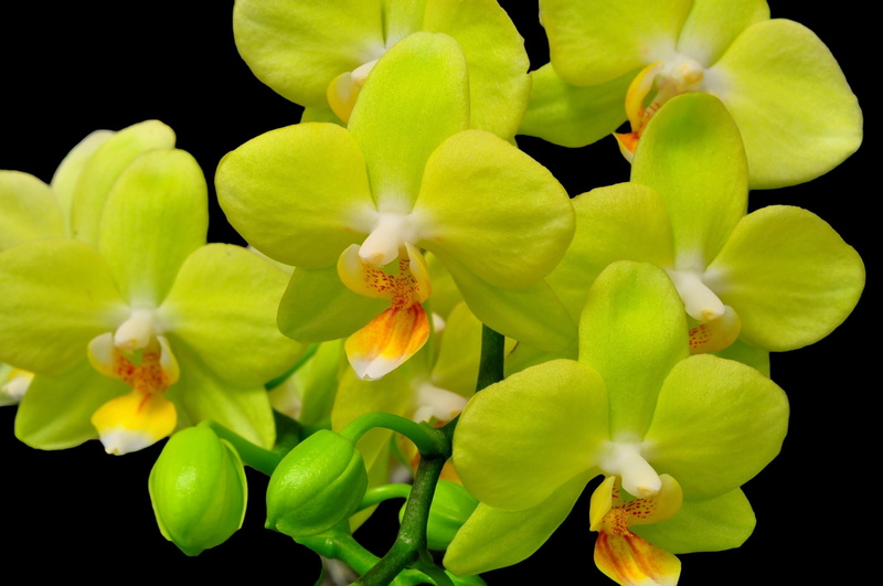 vulnerability, beauty In Nature, yellow, orchids, 2K, black background, moth Orchid, nature, leaf, twig, day, inflorescence, springtime, studio shot, petal
